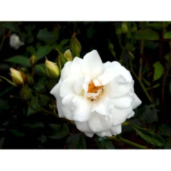 'Schneewittchen'® Rosa X 'Schneewittchen'® (Buketrose) A-Kvalitet,- Barrods Roser Min. 3 Grene -Tilbud Lys Haven Butik fi5066 rosa schneewittchen d84d