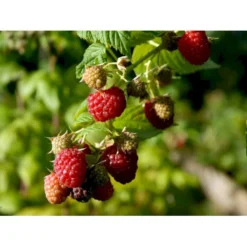 Efterårs Hindbær 'Autumn Bliss'® Rubus Idaeus 'Autumn Bliss'® Barrods,- 8-10 Mm. Rodhals. -Tilbud Lys Haven Butik fi509 rubus idaeus autumn bliss 2af4