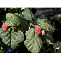 Efterårs Hindbær 'Autumn Bliss'® Rubus Idaeus 'Autumn Bliss'® Barrods,- 8-10 Mm. Rodhals. -Tilbud Lys Haven Butik fi509 rubus idaeus autumn bliss 9502