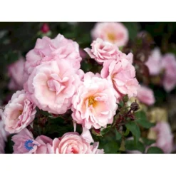 'Sofiero'™ Rosa X 'Sofiero'™ (Slotsrose) A-Kvalitet,- Barrods Roser Min. 3 Grene -Tilbud Lys Haven Butik fi5107 rosa sofiero poulsak n 5900