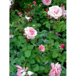 'Sofiero'™ Rosa X 'Sofiero'™ (Slotsrose) A-Kvalitet,- Barrods Roser Min. 3 Grene -Tilbud Lys Haven Butik fi5107 rosa sofiero poulsak n c68d