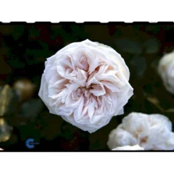 'Souvenier De La Malmaison' Rosa Bourboniana 'Souvenier De La Malmaison' (Bourbonrose) A-Kvalitet,- Barrods Roser Min. 3 Grene -Tilbud Lys Haven Butik fi5126 rosa souvenir de la malmaison 8cfa
