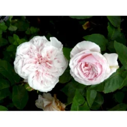 'Souvenier De La Malmaison' Rosa Bourboniana 'Souvenier De La Malmaison' (Bourbonrose) A-Kvalitet,- Barrods Roser Min. 3 Grene -Tilbud Lys Haven Butik fi5126 rosa souvenir de la malmaison 9b41