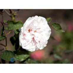 'Souvenier De La Malmaison' Rosa Bourboniana 'Souvenier De La Malmaison' (Bourbonrose) A-Kvalitet,- Barrods Roser Min. 3 Grene -Tilbud Lys Haven Butik fi5126 rosa souvenir de la malmaison f191
