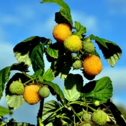 Efterårs Hindbær 'Fallgold' Rubus Idaeus 'Fallgold' Barrods,- 8-10 Mm. Rodhals. -Tilbud Lys Haven Butik fi512 rubus idaeus fallgold b7df