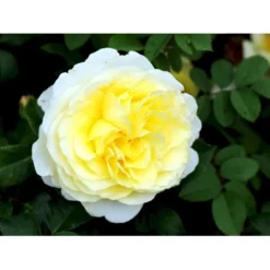 'Stockholm'™ Rosa X 'Stockholm'™ (Slotsrose) A-Kvalitet,- Barrods Roser Min. 3 Grene -Tilbud Lys Haven Butik fi5142 rosa stockholm tm poulcas033 n 48a2