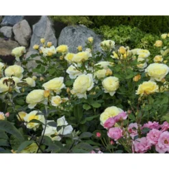 'Stockholm'™ Rosa X 'Stockholm'™ (Slotsrose) A-Kvalitet,- Barrods Roser Min. 3 Grene -Tilbud Lys Haven Butik fi5142 rosa stockholm tm poulcas033 n 8953