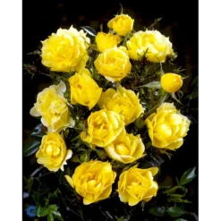 'Sun Cover'® Rosa X 'Sun Cover'® (Bunddækkerose) A-Kvalitet,- Barrods Roser Min. 3 Grene -Tilbud Lys Haven Butik fi5154 rosa sun cover poulurt n 3dae
