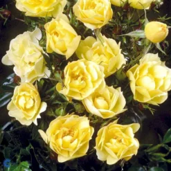 'Sun Cover'® Rosa X 'Sun Cover'® (Bunddækkerose) A-Kvalitet,- Barrods Roser Min. 3 Grene -Tilbud Lys Haven Butik fi5154 rosa sun cover poulurt n e4ae