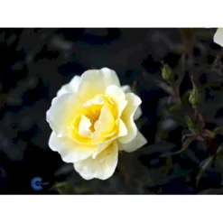 'Sunburst Border'® Rosa X 'Sunburst Border'® (Bunddækkerose) A-Kvalitet,- Barrods Roser Min. 3 Grene -Tilbud Lys Haven Butik fi5157 rosa sunburst border poulaksel n 1d62