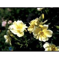 'Sunburst Border'® Rosa X 'Sunburst Border'® (Bunddækkerose) A-Kvalitet,- Barrods Roser Min. 3 Grene -Tilbud Lys Haven Butik fi5157 rosa sunburst border poulaksel n c7a7