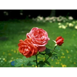 'Super Star'® Rosa X 'Super Star'® (Storblomstrende) A-Kvalitet,- Barrods Roser Min. 3 Grene -Tilbud Lys Haven Butik fi5165 rosa super star 2f00