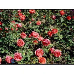 'Super Star'® Rosa X 'Super Star'® (Storblomstrende) A-Kvalitet,- Barrods Roser Min. 3 Grene -Tilbud Lys Haven Butik fi5165 rosa super star 4e46