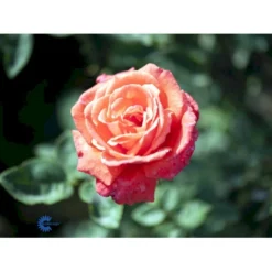'Super Star'® Rosa X 'Super Star'® (Storblomstrende) A-Kvalitet,- Barrods Roser Min. 3 Grene -Tilbud Lys Haven Butik fi5165 rosa super star ae91