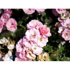 'Sweet Cover'® Rosa X 'Sweet Cover'® (Bunddækkerose) A-Kvalitet,- Barrods Roser Min. 3 Grene -Tilbud Lys Haven Butik fi5174 rosa sweet cover poulweeto n 7f03