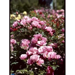 'Sweet Cover'® Rosa X 'Sweet Cover'® (Bunddækkerose) A-Kvalitet,- Barrods Roser Min. 3 Grene -Tilbud Lys Haven Butik fi5174 rosa sweet cover poulweeto n e2dc