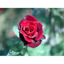'Barkarole'® Rosa X 'Barkarole'® (Storblomstrende) A-Kvalitet,- Barrods Roser Min. 3 Grene -Tilbud Lys Haven Butik fi5189 rosa tanelorak 18c2