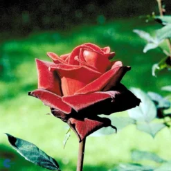 'Barkarole'® Rosa X 'Barkarole'® (Storblomstrende) A-Kvalitet,- Barrods Roser Min. 3 Grene -Tilbud Lys Haven Butik fi5189 rosa tanelorak aaff