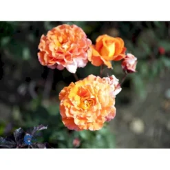 'Tea Time'® Rosa X 'Tea Time'® (Storblomstrende) A-Kvalitet,- Barrods Roser Min. 3 Grene -Tilbud Lys Haven Butik fi5202 rosa tea time 693f