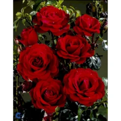 'That's Jazz'™ Rosa X 'That's Jazz'™ (Slyngrose) A-Kvalitet,- Barrods Roser Min. 3 Grene -Tilbud Lys Haven Butik fi5209 rosa that s jazz poulnorm n 46e4