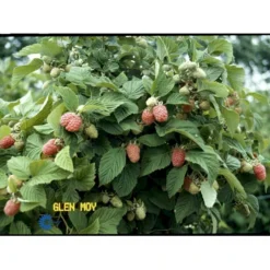 Sommer Hindbær 'Meeker' Rubus Idaeus 'Meeker' Potte 3,0 Liter,- Opbundet -Tilbud Lys Haven Butik fi522 rubus idaeus meeker 3872