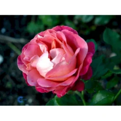 'Thor Heyerdahl' Rosa X 'Thor Heyerdahl' (Storblomstrende) A-Kvalitet,- Barrods Roser Min. 3 Grene -Tilbud Lys Haven Butik fi5230 rosa thor heyerdahl 0f5d