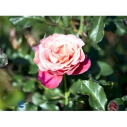'Thor Heyerdahl' Rosa X 'Thor Heyerdahl' (Storblomstrende) A-Kvalitet,- Barrods Roser Min. 3 Grene -Tilbud Lys Haven Butik fi5230 rosa thor heyerdahl 8ecf