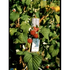 Sommer Hindbær 'Preussen II' Rubus Idaeus 'Preussen II' Potte 3,0 Liter,- Opbundet -Tilbud Lys Haven Butik fi525 rubus idaeus preussen 6c76