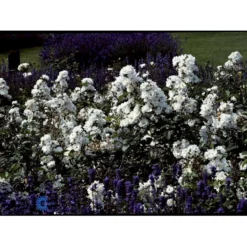 'Tumbling Waters'™ Rosa X 'Tumbling Waters'™ (Bunddækkerose) A-Kvalitet,- Barrods Roser Min. 3 Grene -Tilbud Lys Haven Butik fi5263 rosa tumbling waters poultumb n 25a4