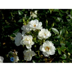 'Tumbling Waters'™ Rosa X 'Tumbling Waters'™ (Bunddækkerose) A-Kvalitet,- Barrods Roser Min. 3 Grene -Tilbud Lys Haven Butik fi5263 rosa tumbling waters poultumb n e3be
