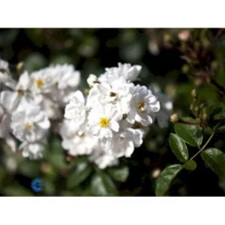 'Tumbling Waters'™ Rosa X 'Tumbling Waters'™ (Bunddækkerose) A-Kvalitet,- Barrods Roser Min. 3 Grene -Tilbud Lys Haven Butik fi5263 rosa tumbling waters poultumb n f57e