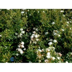 'Tumbling Waters'™ Rosa X 'Tumbling Waters'™ (Bunddækkerose) A-Kvalitet,- Barrods Roser Min. 3 Grene -Tilbud Lys Haven Butik fi5263 rosa tumbling waters poultumb n fc71