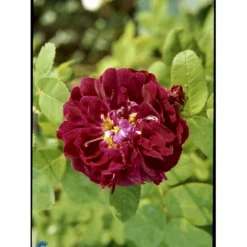 'Tuscany Superb' Rosa Gallica 'Tuscany Superb' (Gallicarosa) A-Kvalitet,- Barrods Roser Min. 3 Grene -Tilbud Lys Haven Butik fi5264 rosa tuscany superb 2cc5