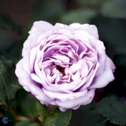 'Twice In A Blue Moon'® Rosa X 'Twice In A Blue Moon'® (Storblomstrende) A-Kvalitet,- Barrods Roser Min. 3 Grene -Tilbud Lys Haven Butik fi5265 rosa twice in blue moon bf80