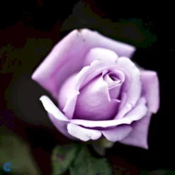 'Twice In A Blue Moon'® Rosa X 'Twice In A Blue Moon'® (Storblomstrende) A-Kvalitet,- Barrods Roser Min. 3 Grene -Tilbud Lys Haven Butik fi5265 rosa twice in blue moon dec9