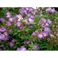 'Veilchenblau' Rosa Multiflora 'Veilchenblau' (Slyngrose) A-Kvalitet,- Barrods Roser Min. 3 Grene -Tilbud Lys Haven Butik fi5276 rosa veilchenblau cfcc