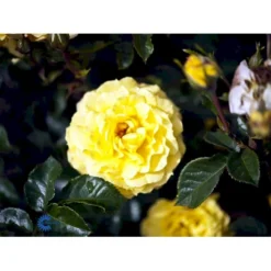 'Viborg'™ Rosa X 'Viborg'™ (Slotsrose) A-Kvalitet,- Barrods Roser Min. 3 Grene -Tilbud Lys Haven Butik fi5281 rosa viborg poullug n 8b04