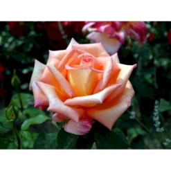 'Victor Borge'™ Rosa X 'Victor Borge'™ (Storblomstrende) A-Kvalitet,- Barrods Roser Min. 3 Grene -Tilbud Lys Haven Butik fi5283 rosa victor borge poulvue n 221f