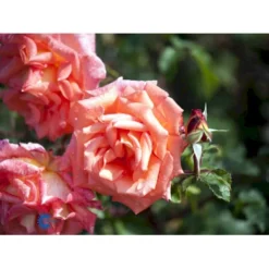 'Victor Borge'™ Rosa X 'Victor Borge'™ (Storblomstrende) A-Kvalitet,- Barrods Roser Min. 3 Grene -Tilbud Lys Haven Butik fi5283 rosa victor borge poulvue n 7414