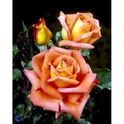 'Victor Borge'™ Rosa X 'Victor Borge'™ (Storblomstrende) A-Kvalitet,- Barrods Roser Min. 3 Grene -Tilbud Lys Haven Butik fi5283 rosa victor borge poulvue n e072