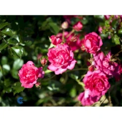 'Viking'® Rosa X 'Viking'® (Bunddækkerose) A-Kvalitet,- Barrods Roser Min. 3 Grene -Tilbud Lys Haven Butik fi5287 rosa viking 0946