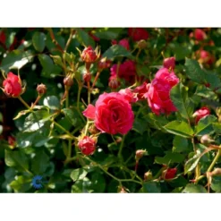 'Viking'® Rosa X 'Viking'® (Bunddækkerose) A-Kvalitet,- Barrods Roser Min. 3 Grene -Tilbud Lys Haven Butik fi5287 rosa viking 11f8