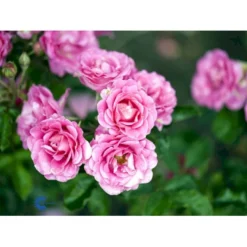 'Violet™ Hit'® Rosa X 'Violet™ Hit'® (Miniaturerose) A-Kvalitet,- Barrods Roser Min. 3 Grene -Tilbud Lys Haven Butik fi5290 rosa violet poultin n 69c1