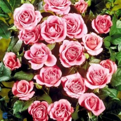 'Violet™ Hit'® Rosa X 'Violet™ Hit'® (Miniaturerose) A-Kvalitet,- Barrods Roser Min. 3 Grene -Tilbud Lys Haven Butik fi5290 rosa violet poultin n b3e6