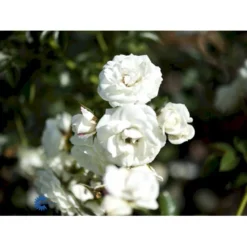 'Waltz'™ Rosa X 'Waltz'™ (Slyngrose) A-Kvalitet,- Barrods Roser Min. 3 Grene -Tilbud Lys Haven Butik fi5300 rosa waltz poulkrid n 223b