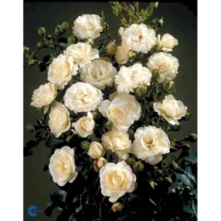 'Waltz'™ Rosa X 'Waltz'™ (Slyngrose) A-Kvalitet,- Barrods Roser Min. 3 Grene -Tilbud Lys Haven Butik fi5300 rosa waltz poulkrid n 8679