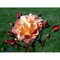 'Westerland'® Rosa X 'Westerland'® (Slyngrose) A-Kvalitet,- Barrods Roser Min. 3 Grene -Tilbud Lys Haven Butik fi5307 rosa westerland 97e8