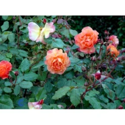 'Westerland'® Rosa X 'Westerland'® (Slyngrose) A-Kvalitet,- Barrods Roser Min. 3 Grene -Tilbud Lys Haven Butik fi5307 rosa westerland a556