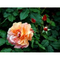'Westerland'® Rosa X 'Westerland'® (Slyngrose) A-Kvalitet,- Barrods Roser Min. 3 Grene -Tilbud Lys Haven Butik fi5307 rosa westerland a7e6