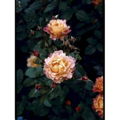 'Westerland'® Rosa X 'Westerland'® (Slyngrose) A-Kvalitet,- Barrods Roser Min. 3 Grene -Tilbud Lys Haven Butik fi5307 rosa westerland b8a5